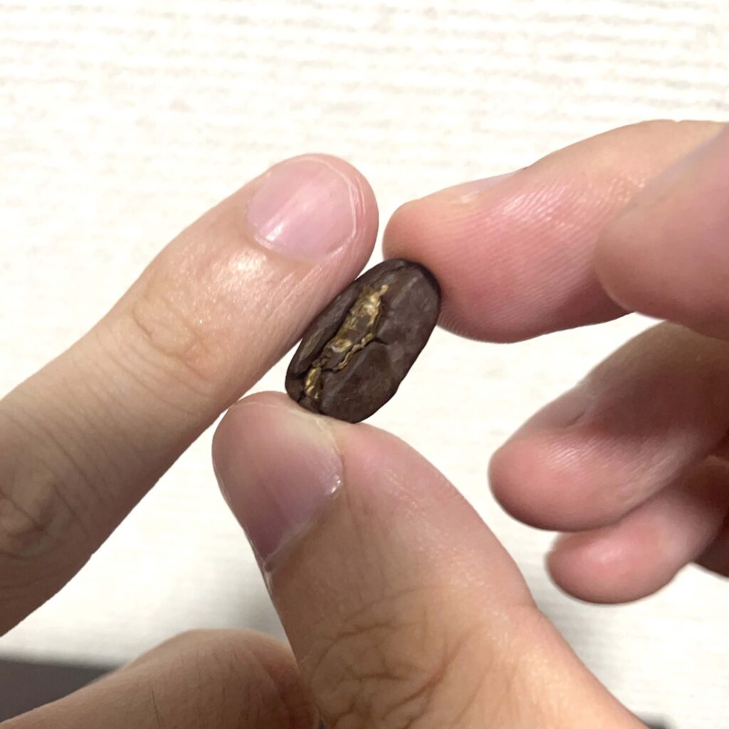マラゴジッペは小指程度の巨大サイズ